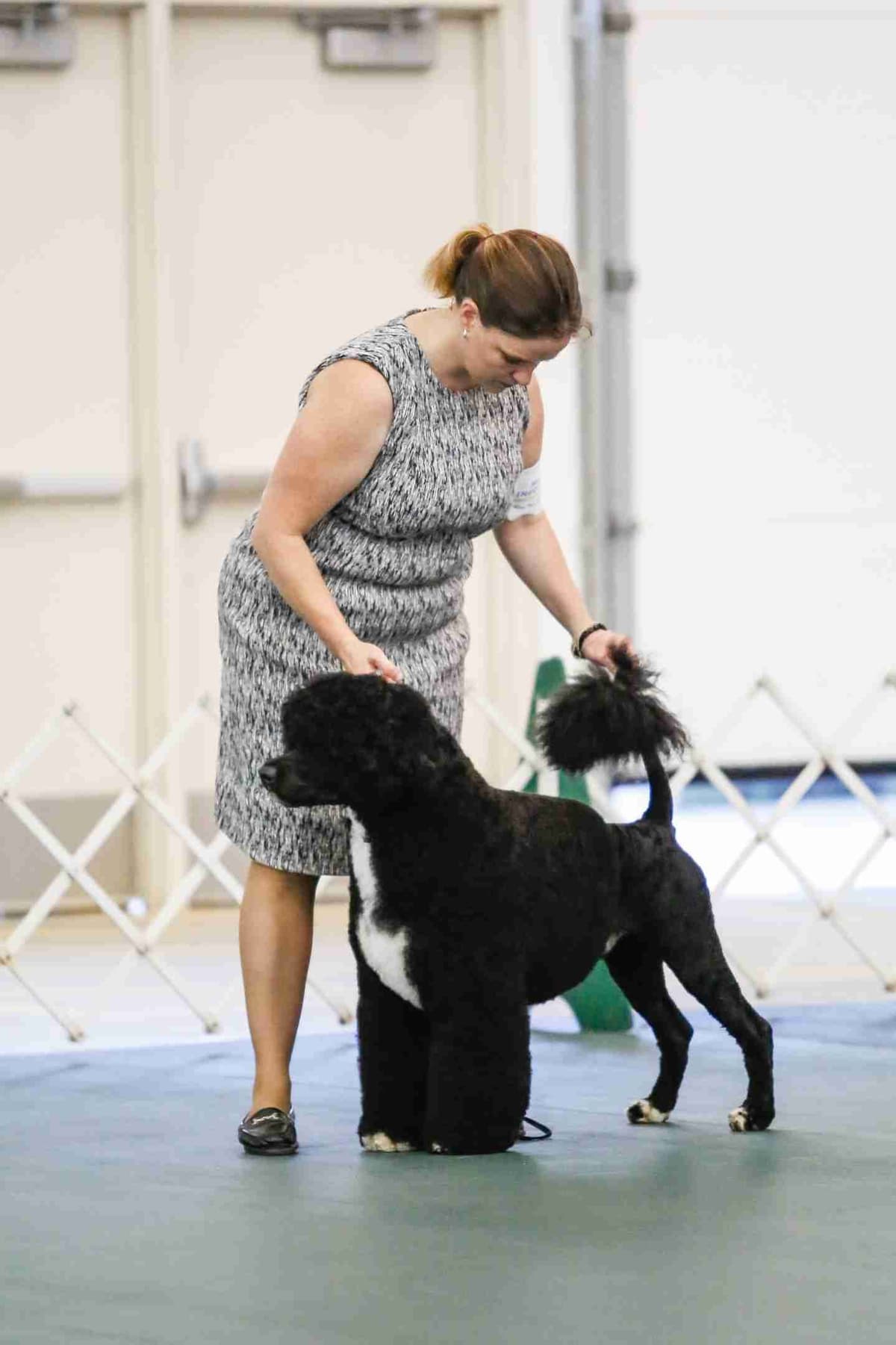 Portuguese Water Dog Puppies breeder image 18