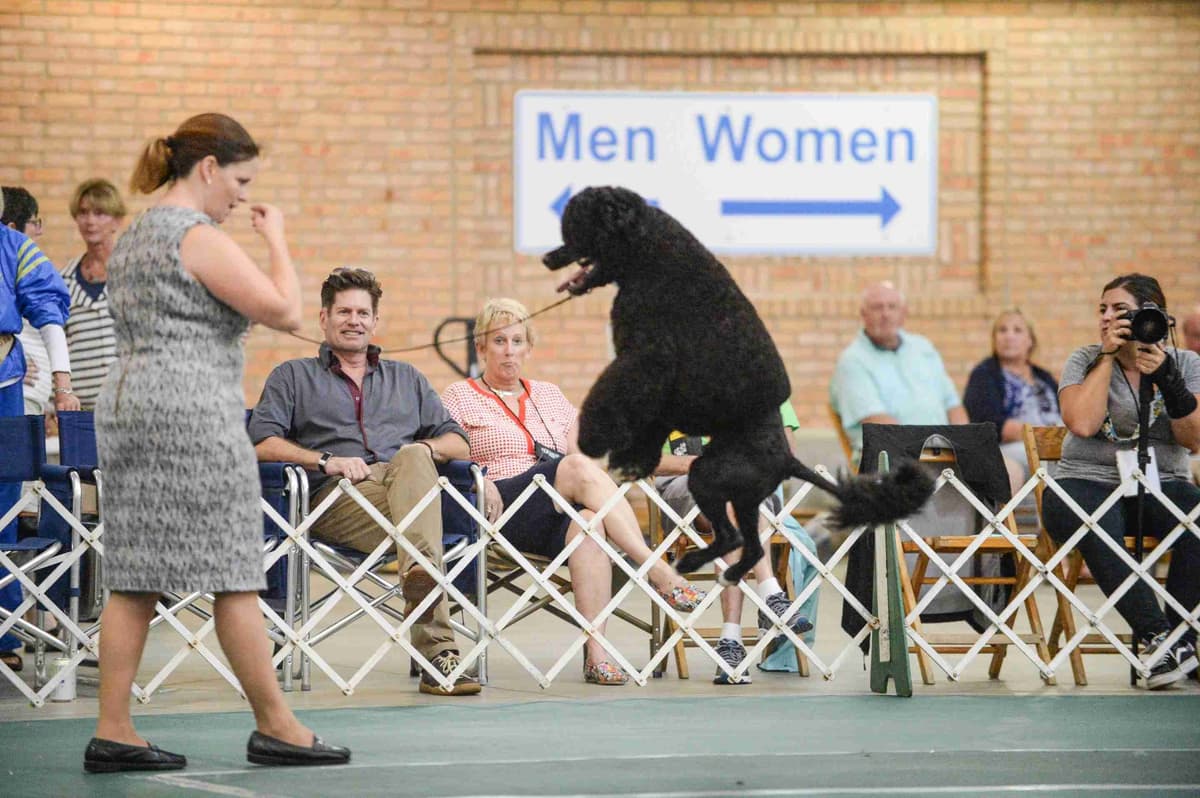 Portuguese Water Dog Puppies breeder image 19