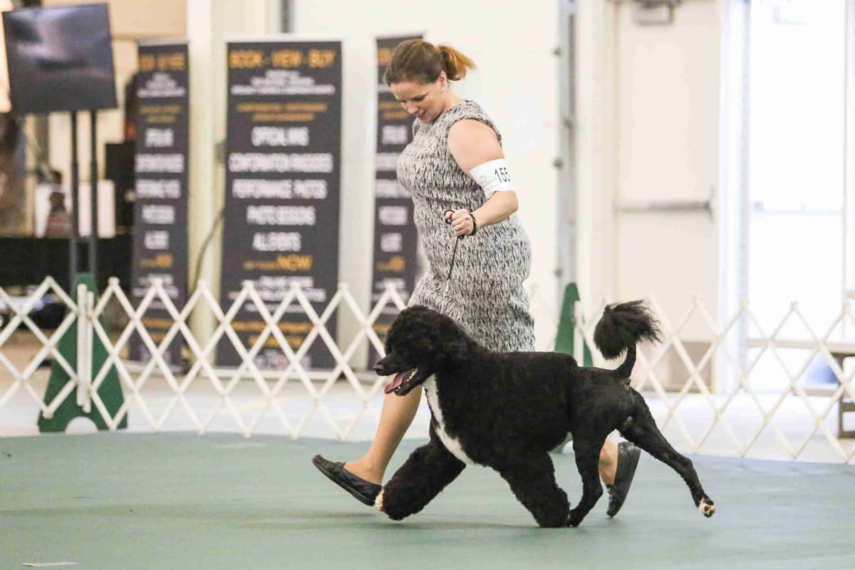 Portuguese Water Dog Puppies breeder image 20