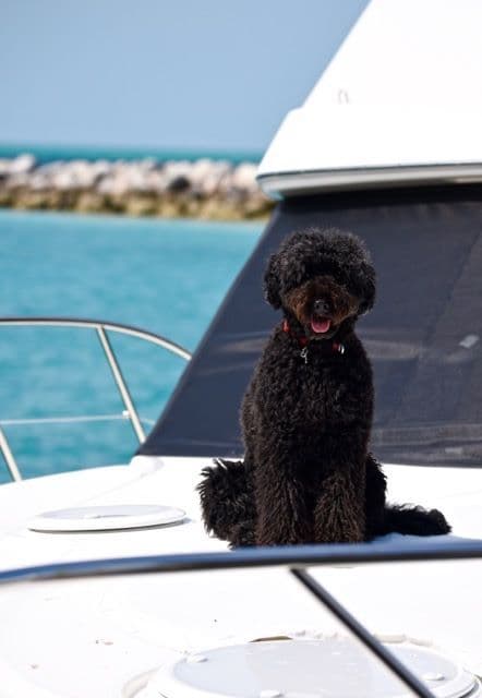Portuguese Water Dog Puppies breeder image 21