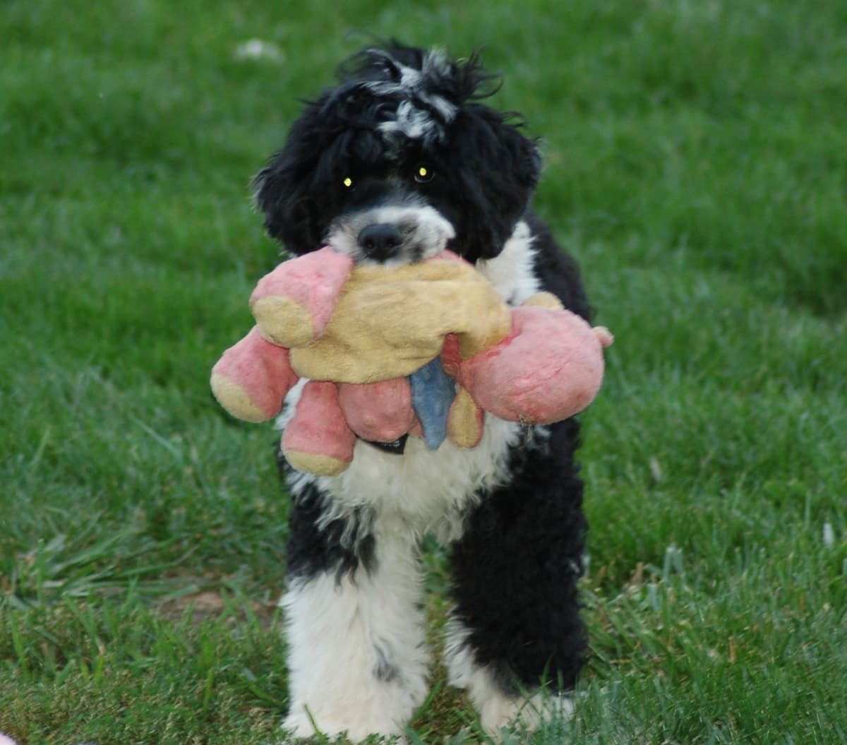 Portuguese Water Dog Puppies breeder image 22