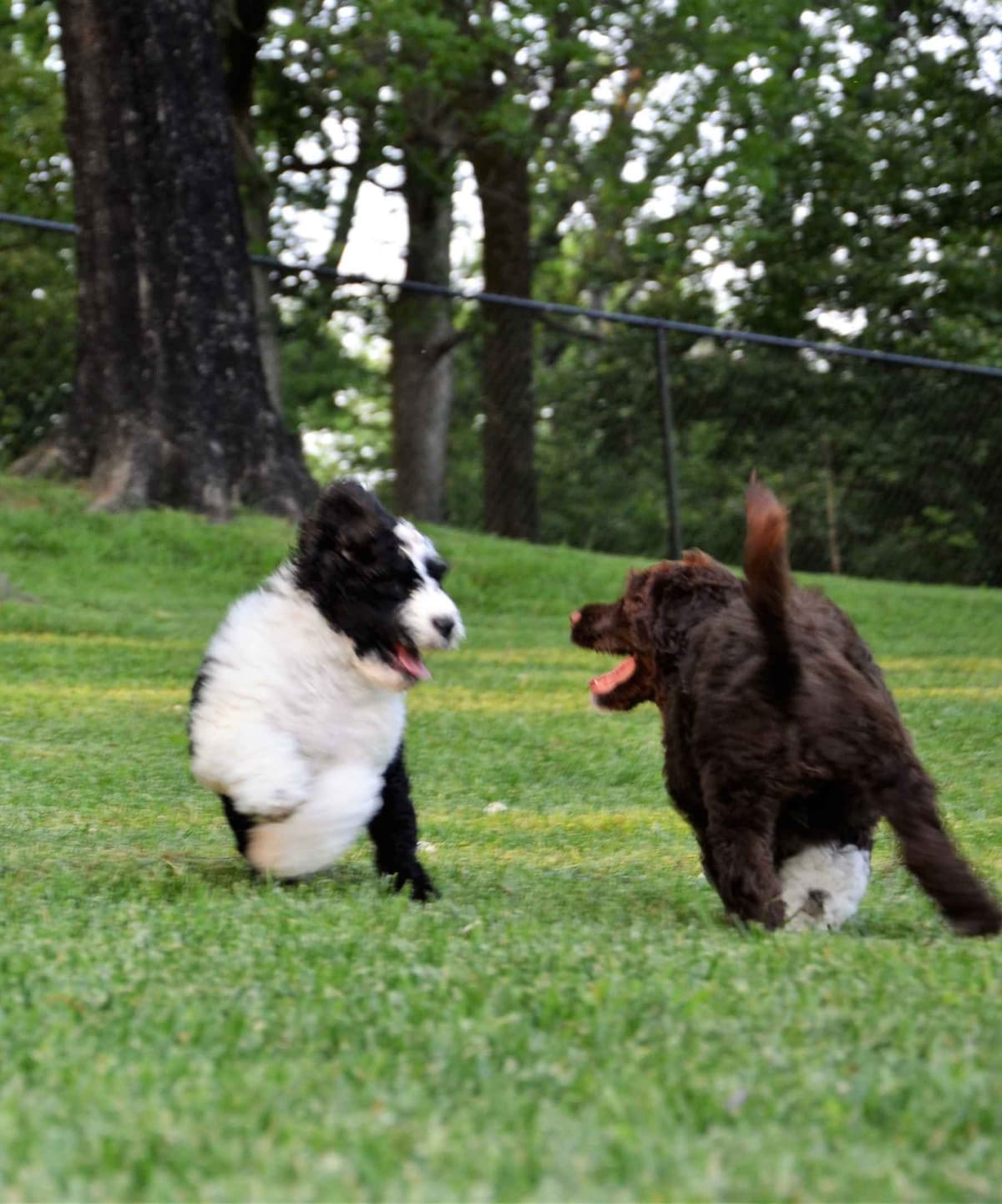 Portuguese Water Dog Puppies breeder image 23