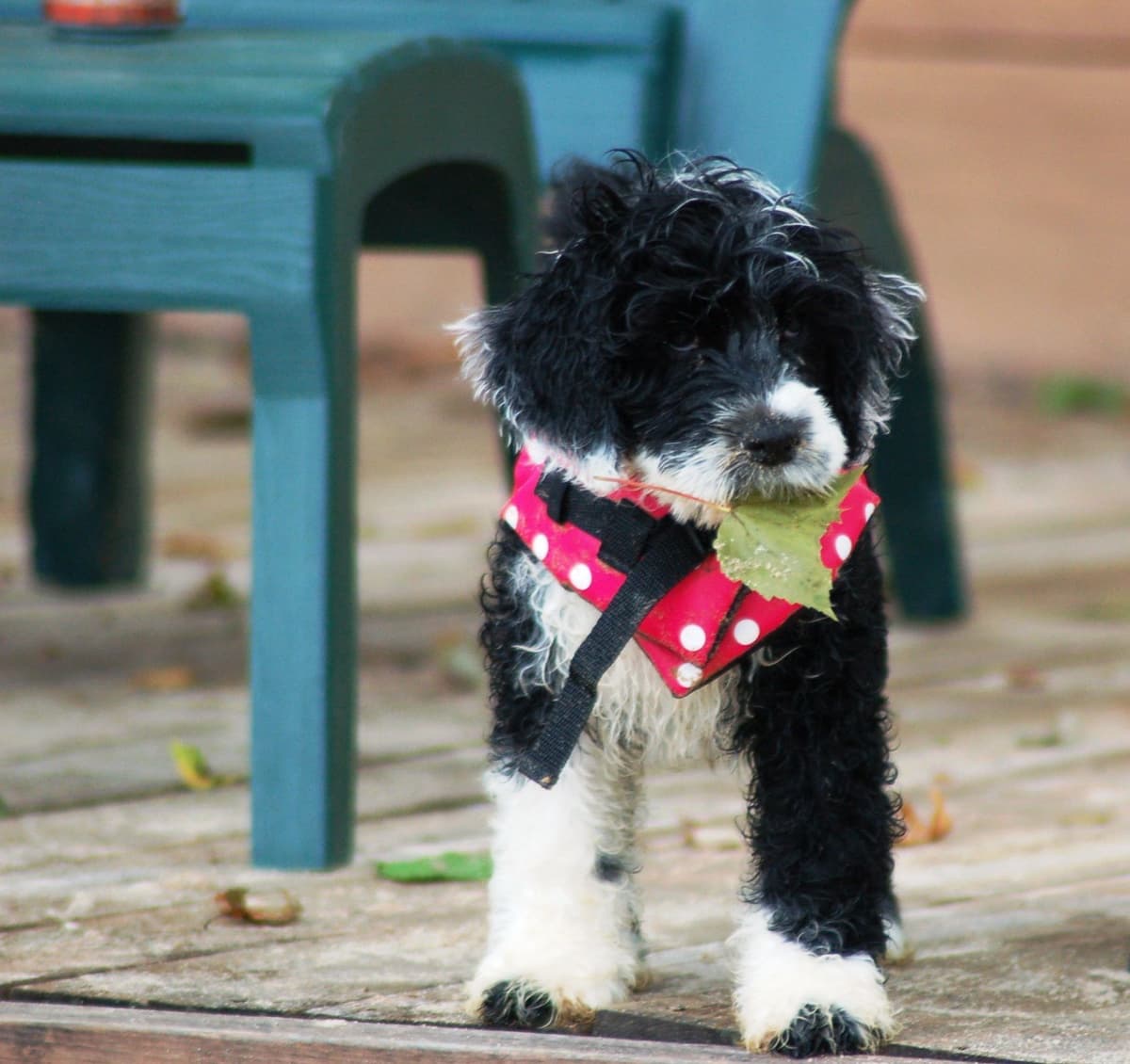 Portuguese Water Dog Puppies breeder image 25
