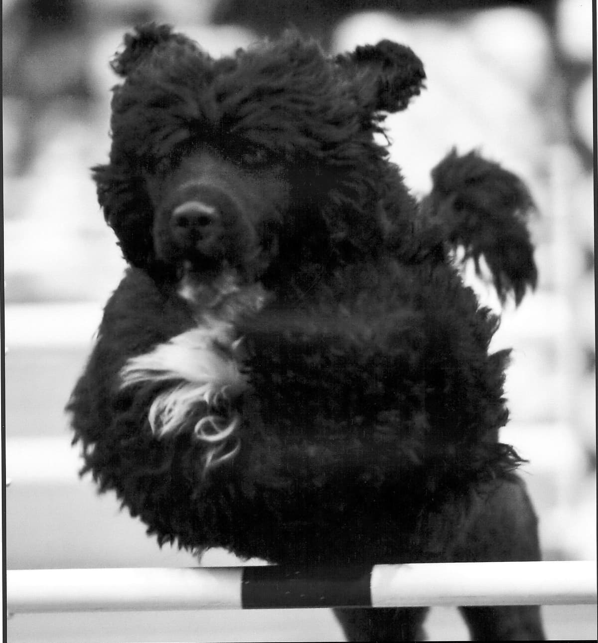 Portuguese Water Dog Puppies breeder image 26