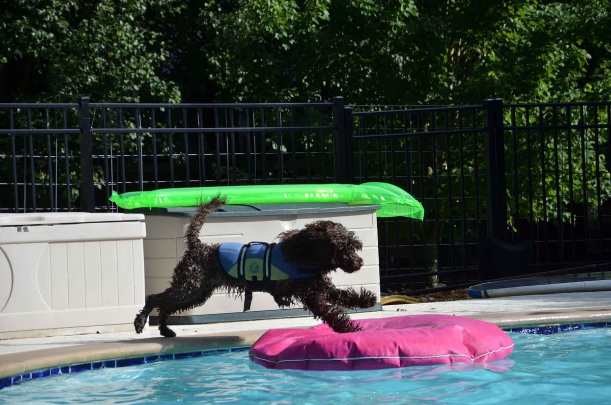 Portuguese Water Dog Puppies breeder image 30