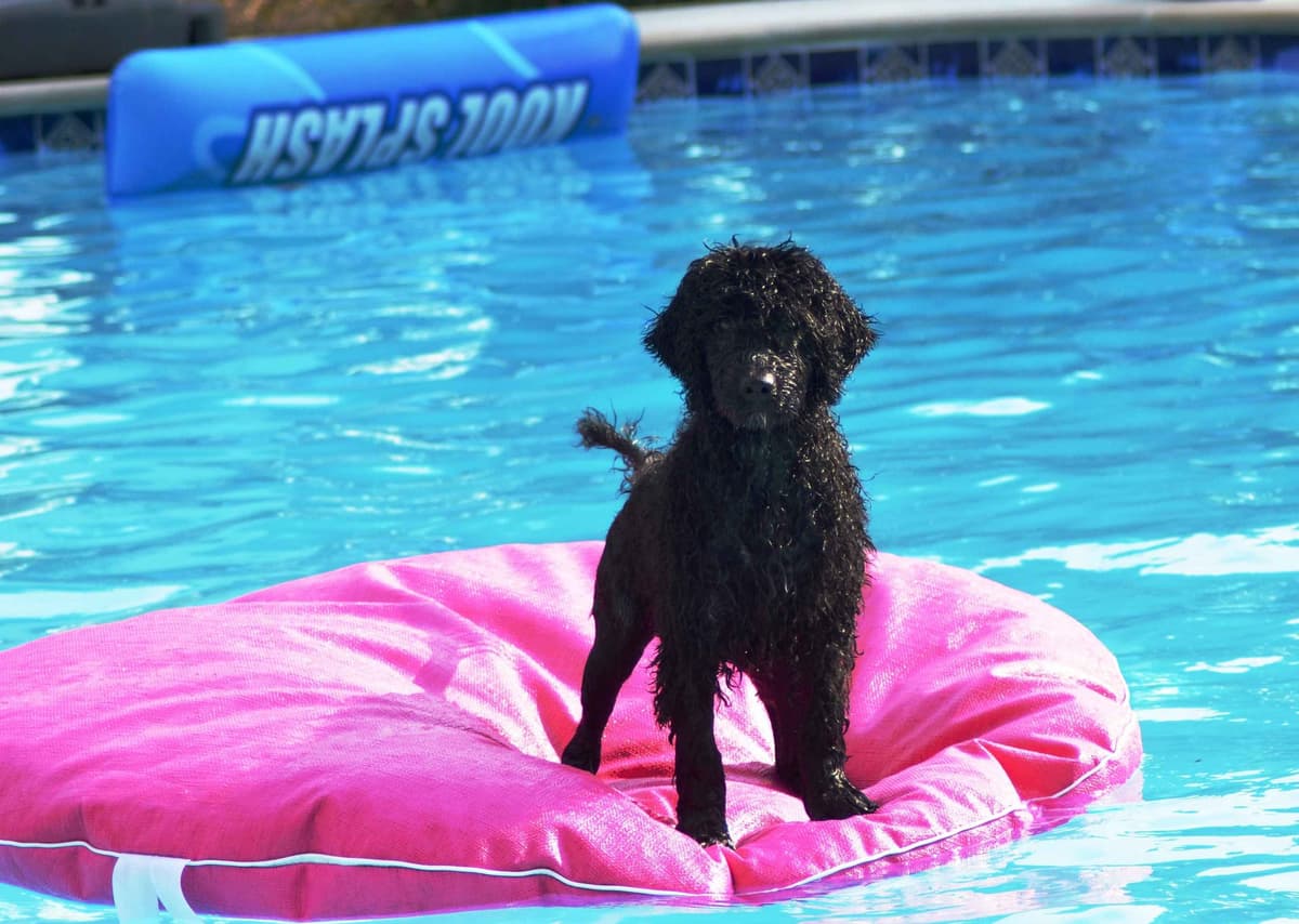 Portuguese Water Dog Puppies breeder image 32