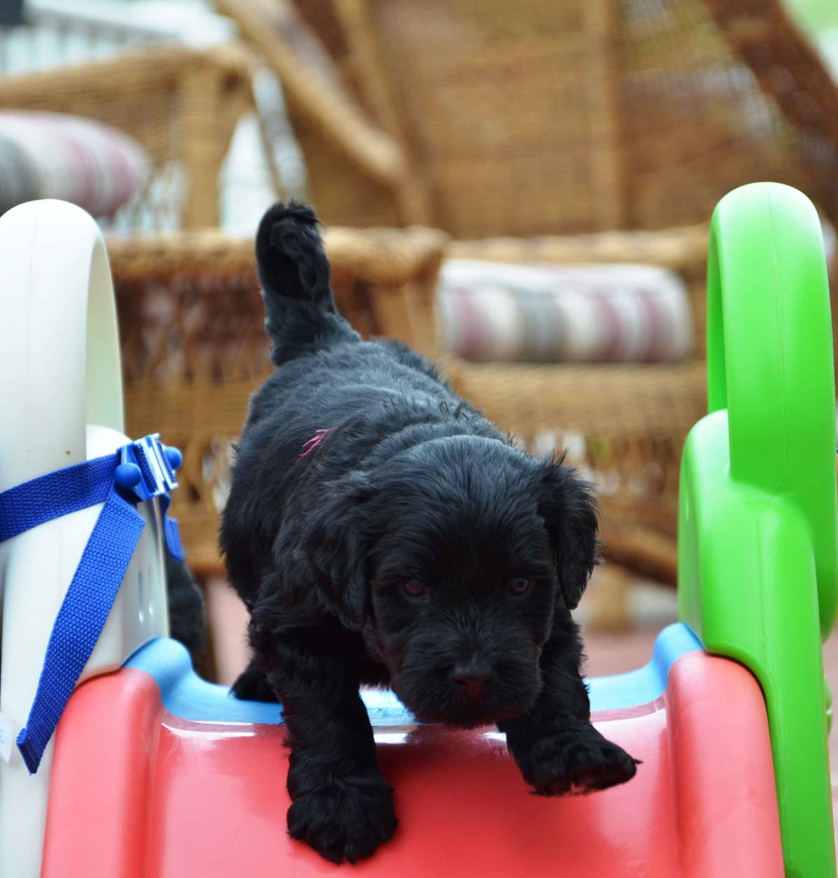 Portuguese Water Dog Puppies breeder image 31