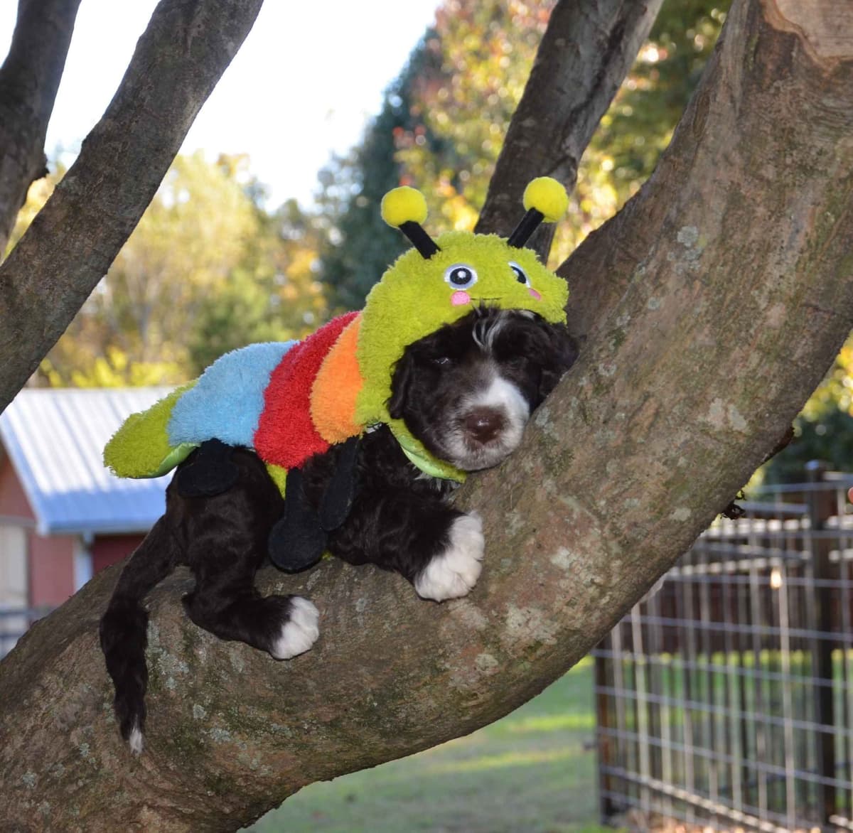Portuguese Water Dog Puppies breeder image 33