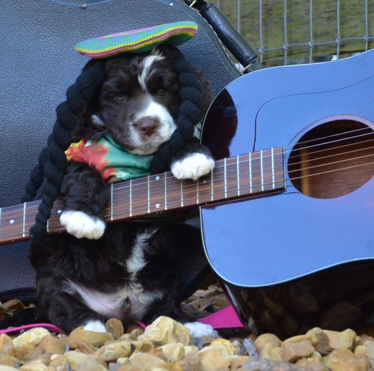 Portuguese Water Dog Puppies breeder image 34