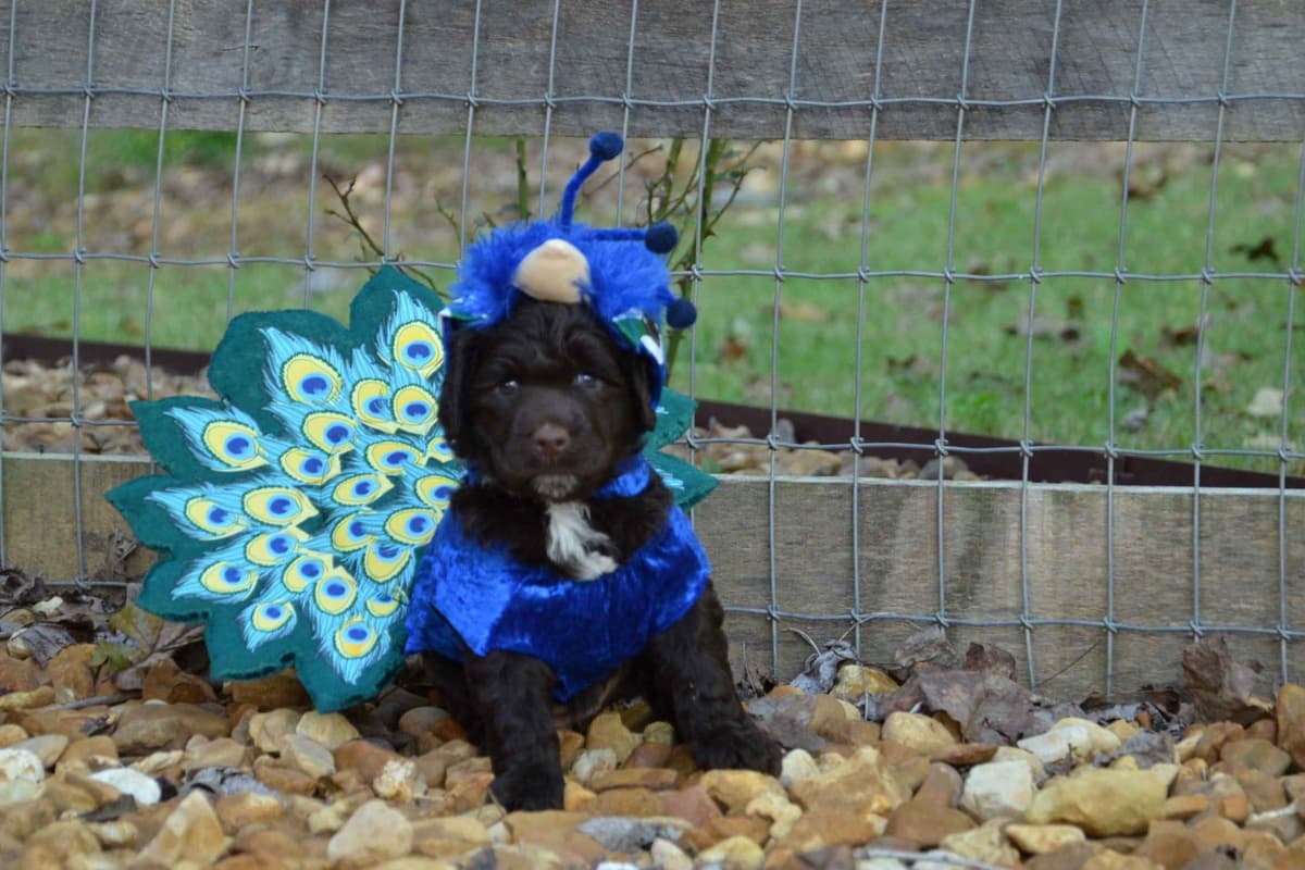 Portuguese Water Dog Puppies breeder image 35
