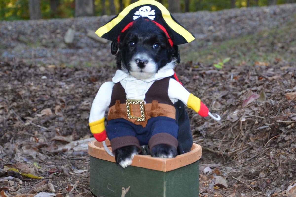 Portuguese Water Dog Puppies breeder image 36