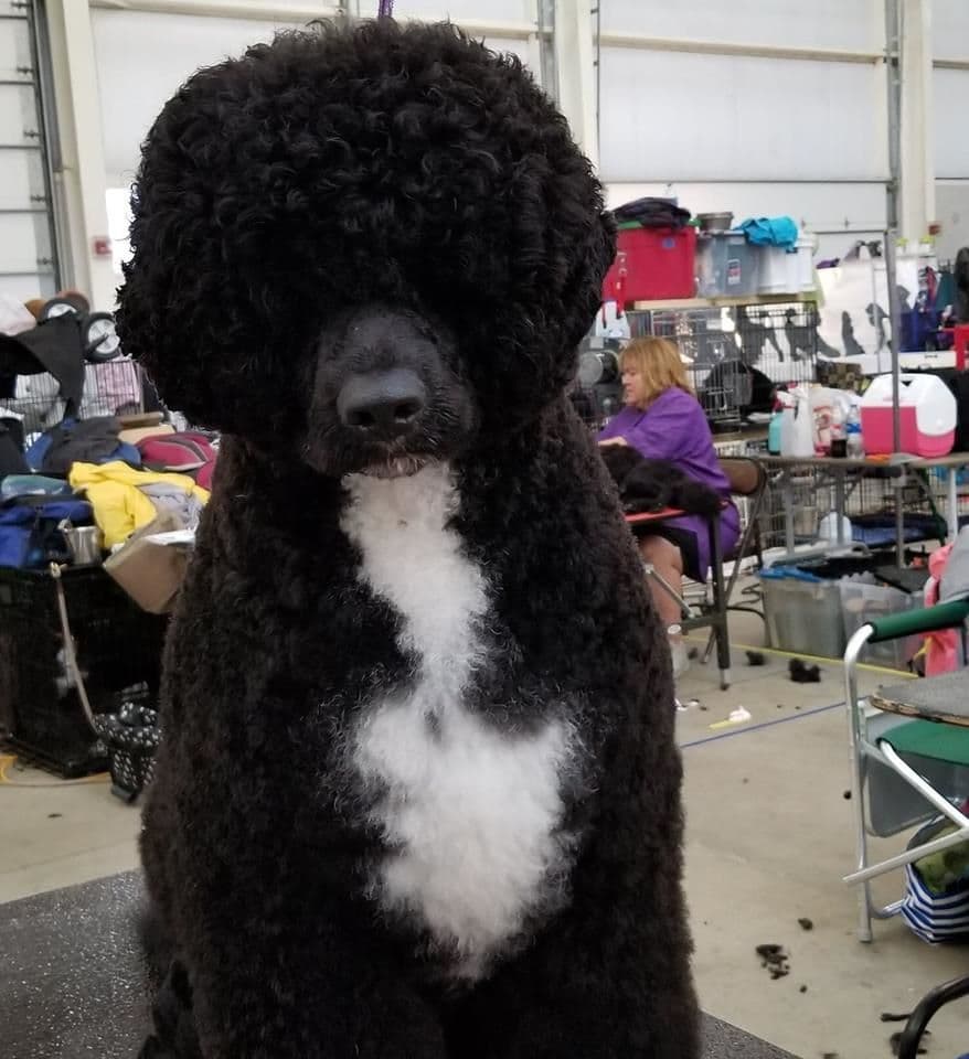 Portuguese Water Dog Puppies breeder image 40