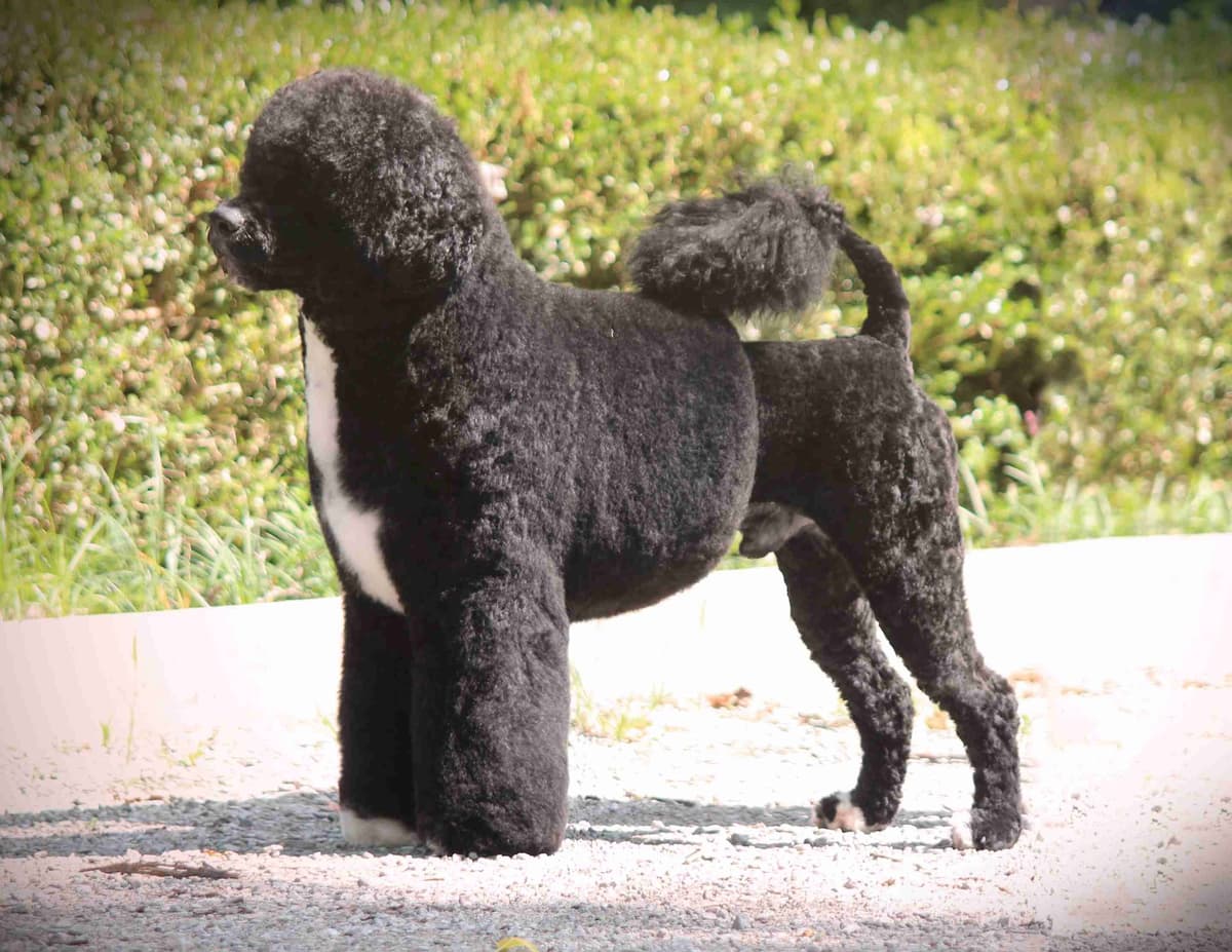 Portuguese Water Dog Puppies breeder image 41