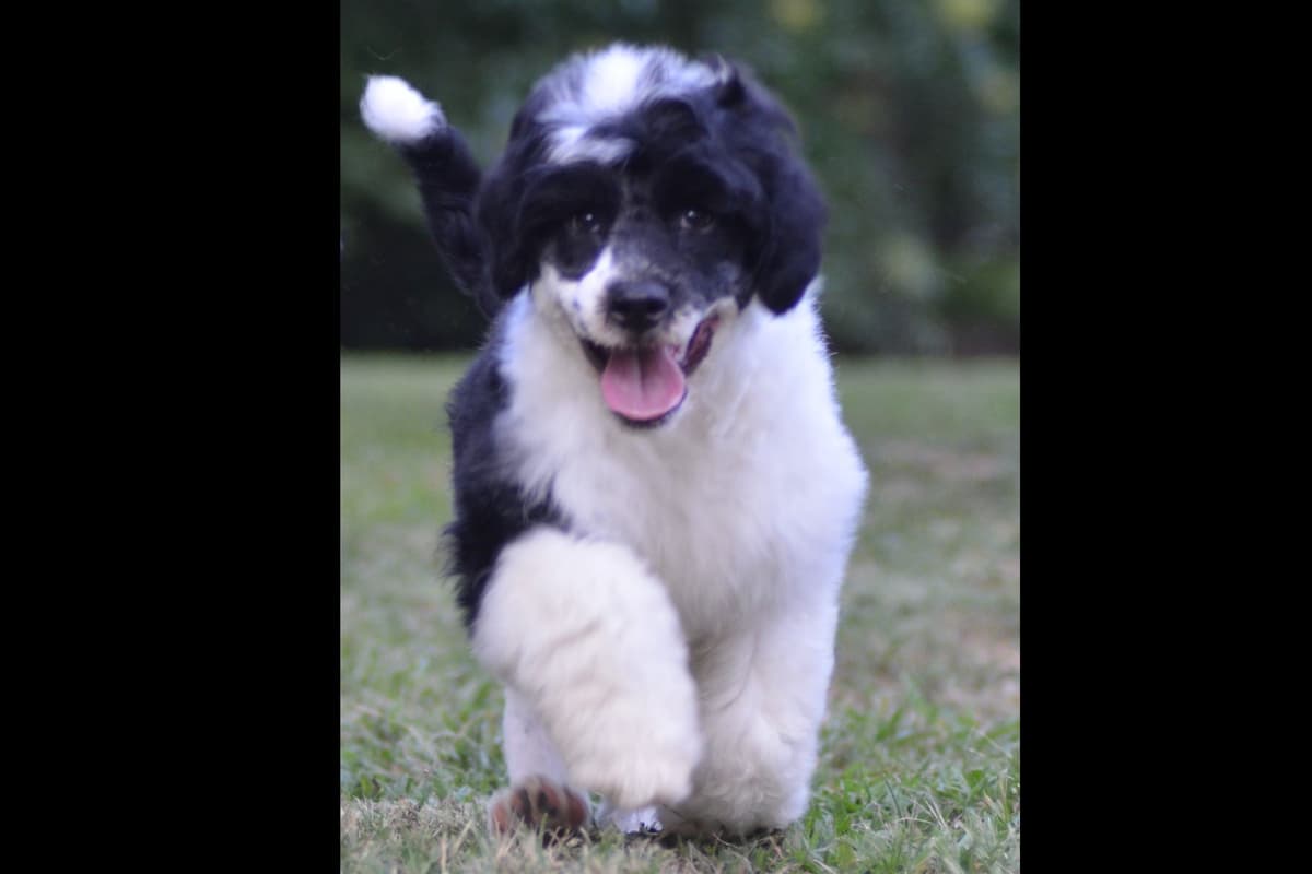 Portuguese Water Dog Puppies breeder image 42