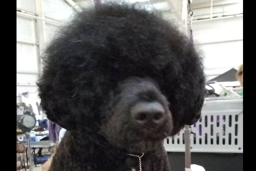 Portuguese Water Dog Puppies breeder image 43