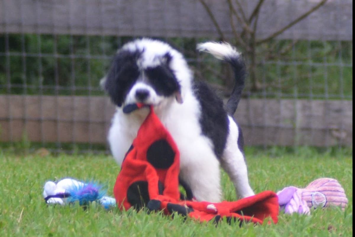 Portuguese Water Dog Puppies breeder image 44