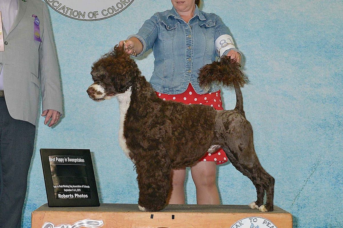 Portuguese Water Dog Puppies breeder image 45