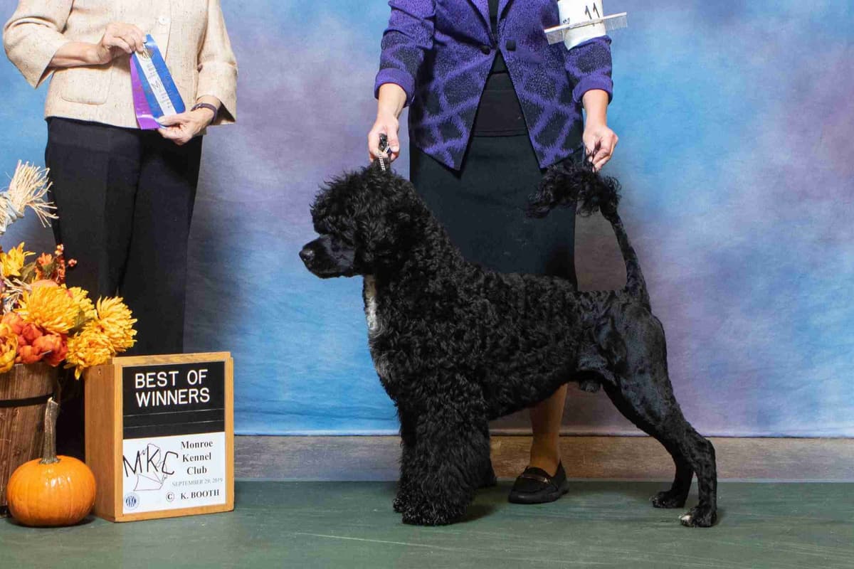 Portuguese Water Dog Puppies breeder image 46