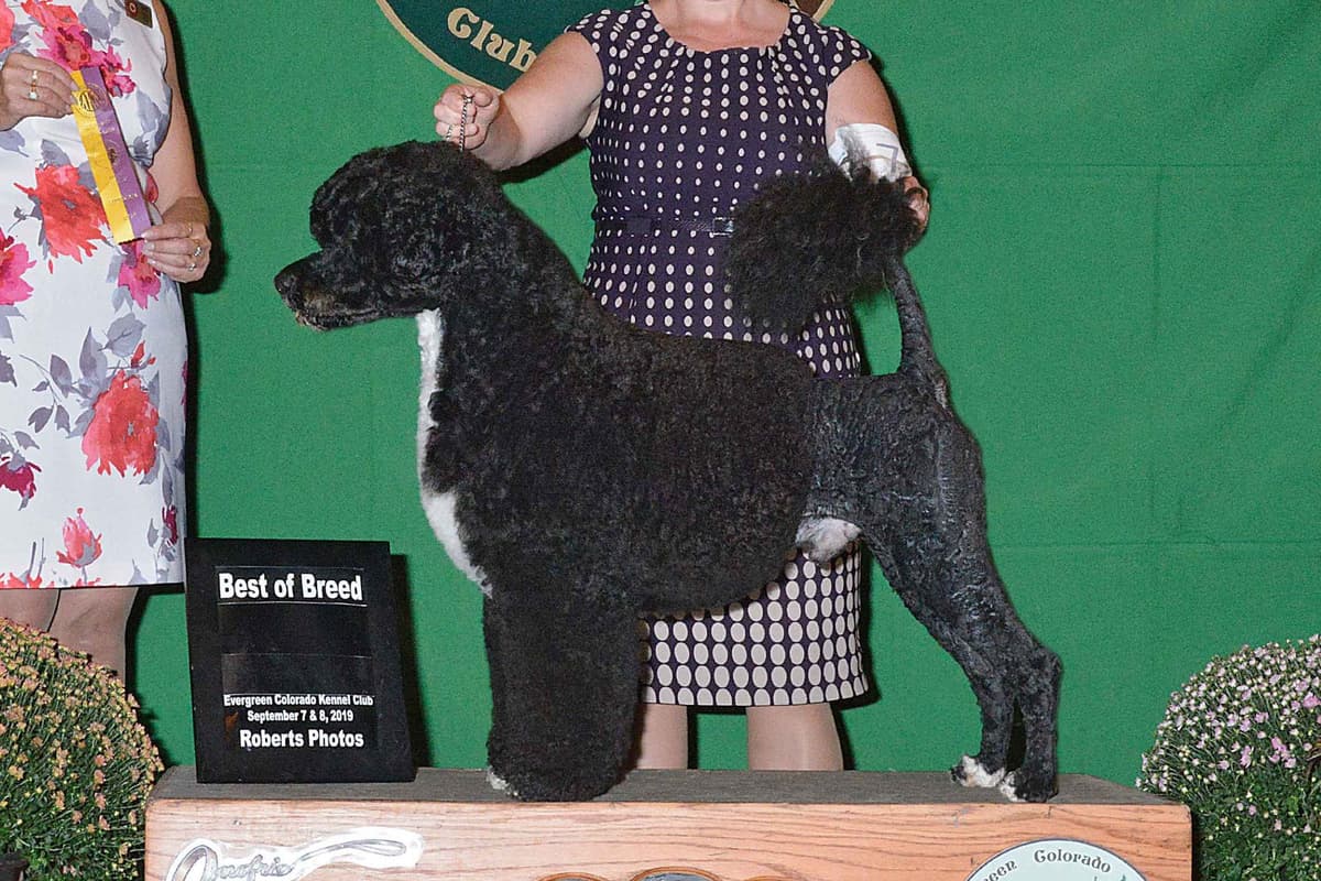 Portuguese Water Dog Puppies breeder image 47