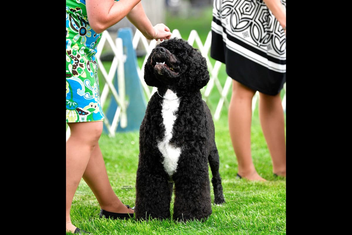 Portuguese Water Dog Puppies breeder image 48