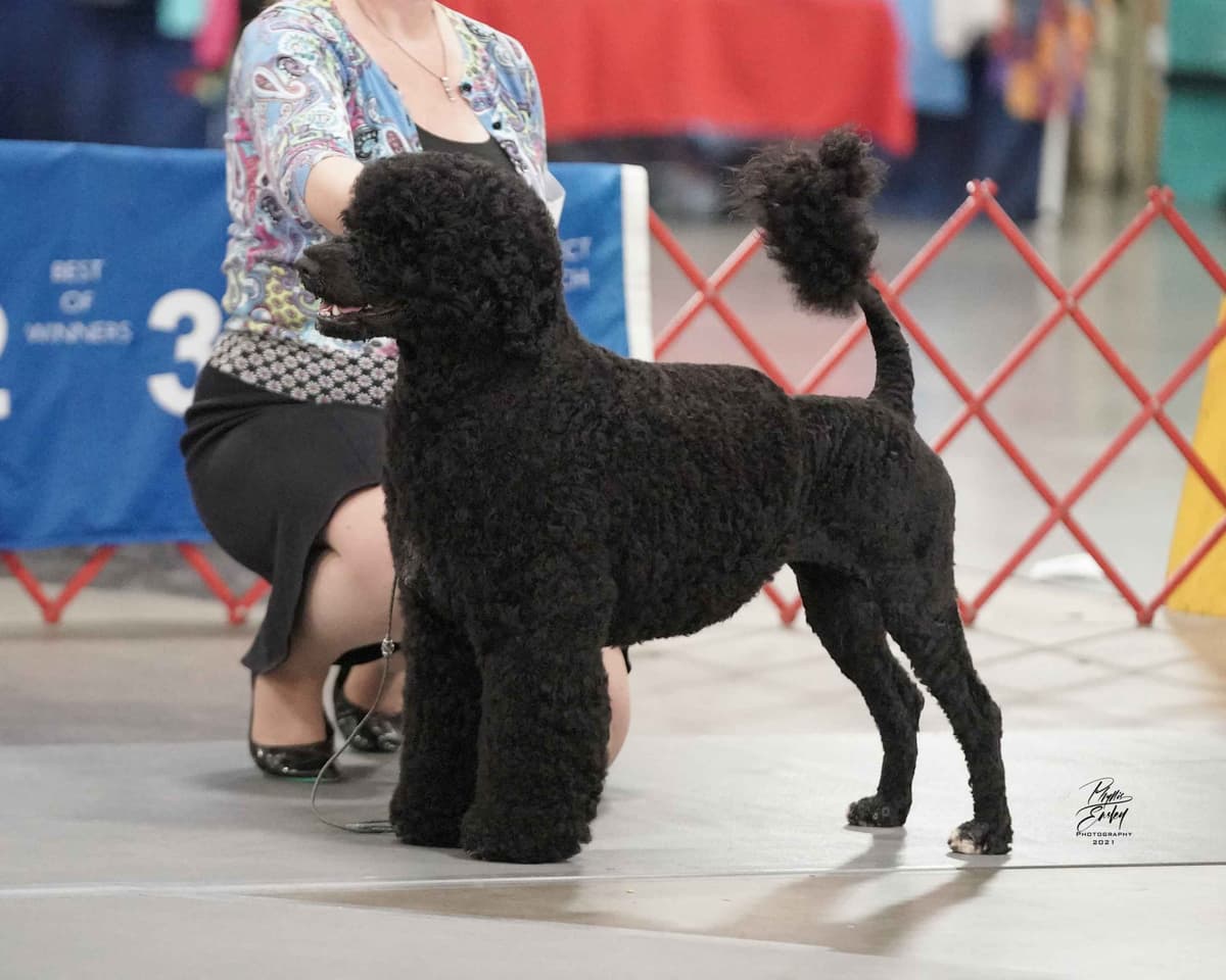Portuguese Water Dog Puppies breeder image 50