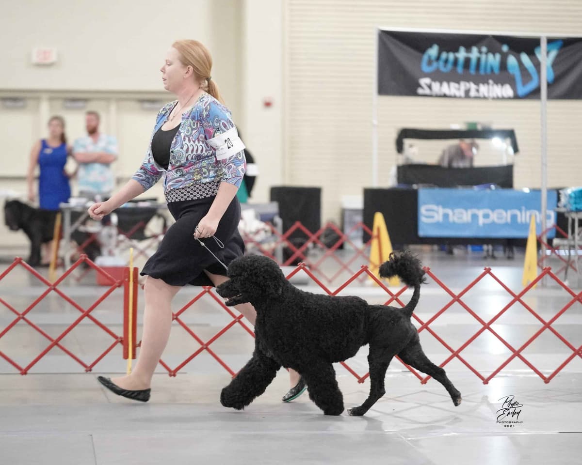 Portuguese Water Dog Puppies breeder image 49