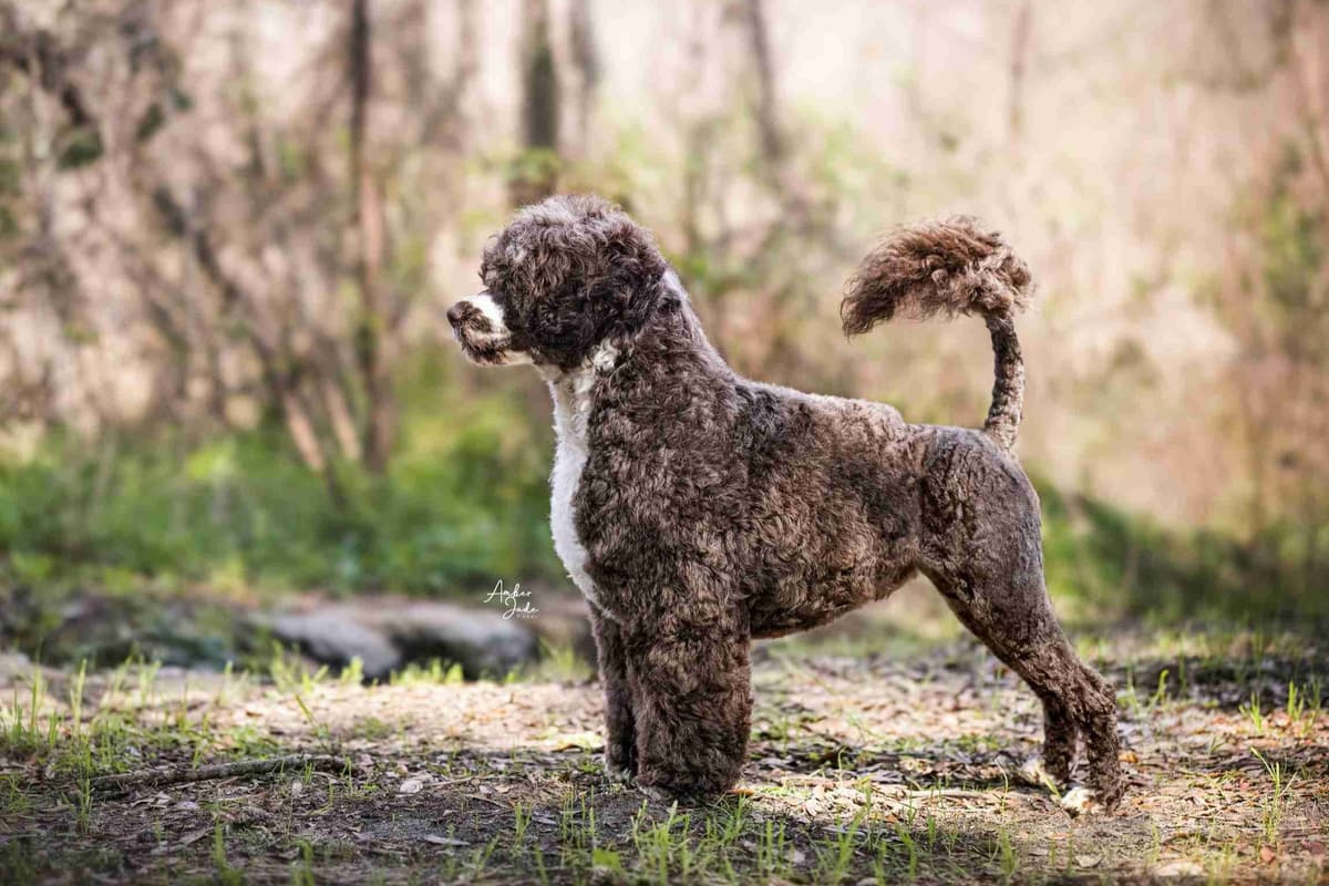 Portuguese Water Dog Puppies breeder image 51