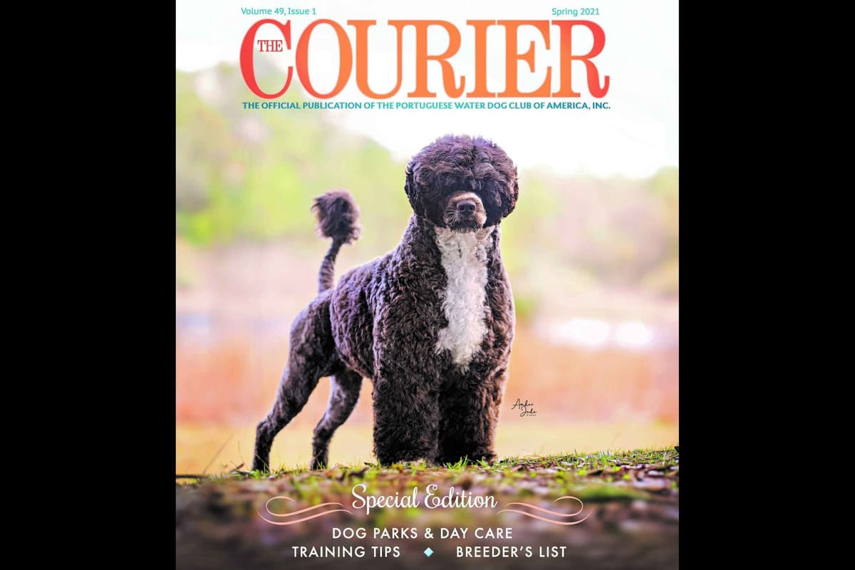 Portuguese Water Dog Puppies breeder image 1
