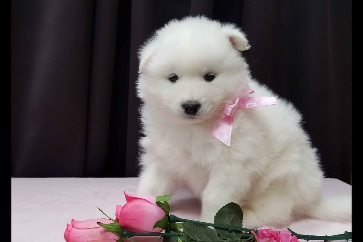 Samoyed Puppies breeder image 1