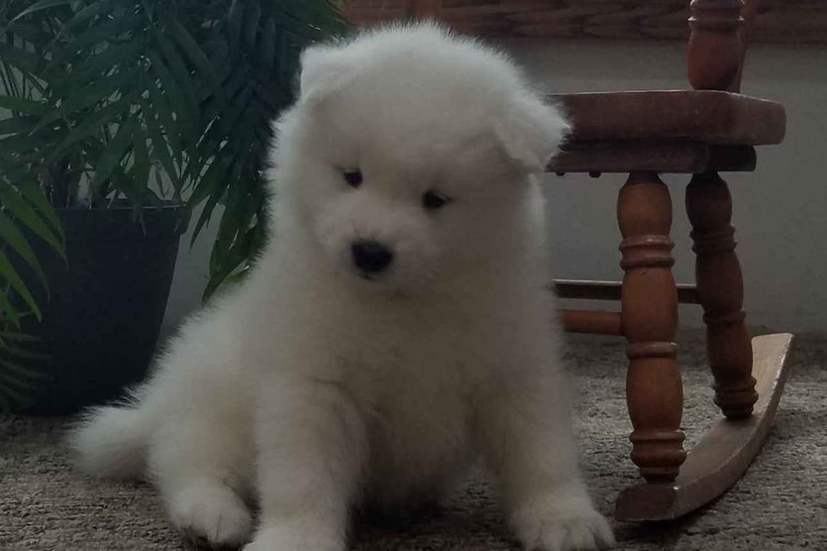 Samoyed Puppies breeder image 2