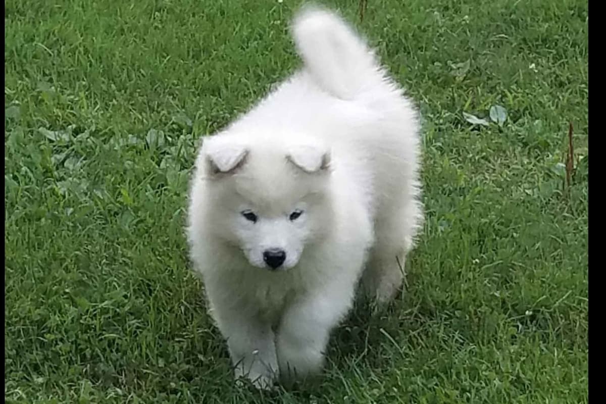 Samoyed Puppies breeder image 4