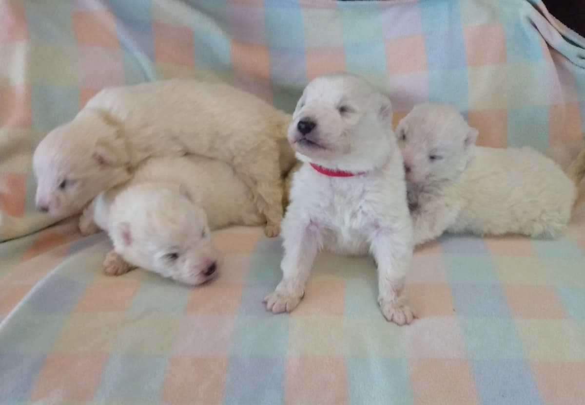 Samoyed Puppies breeder image 5