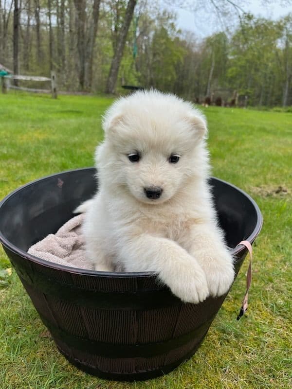 Samoyed Puppies breeder image 6