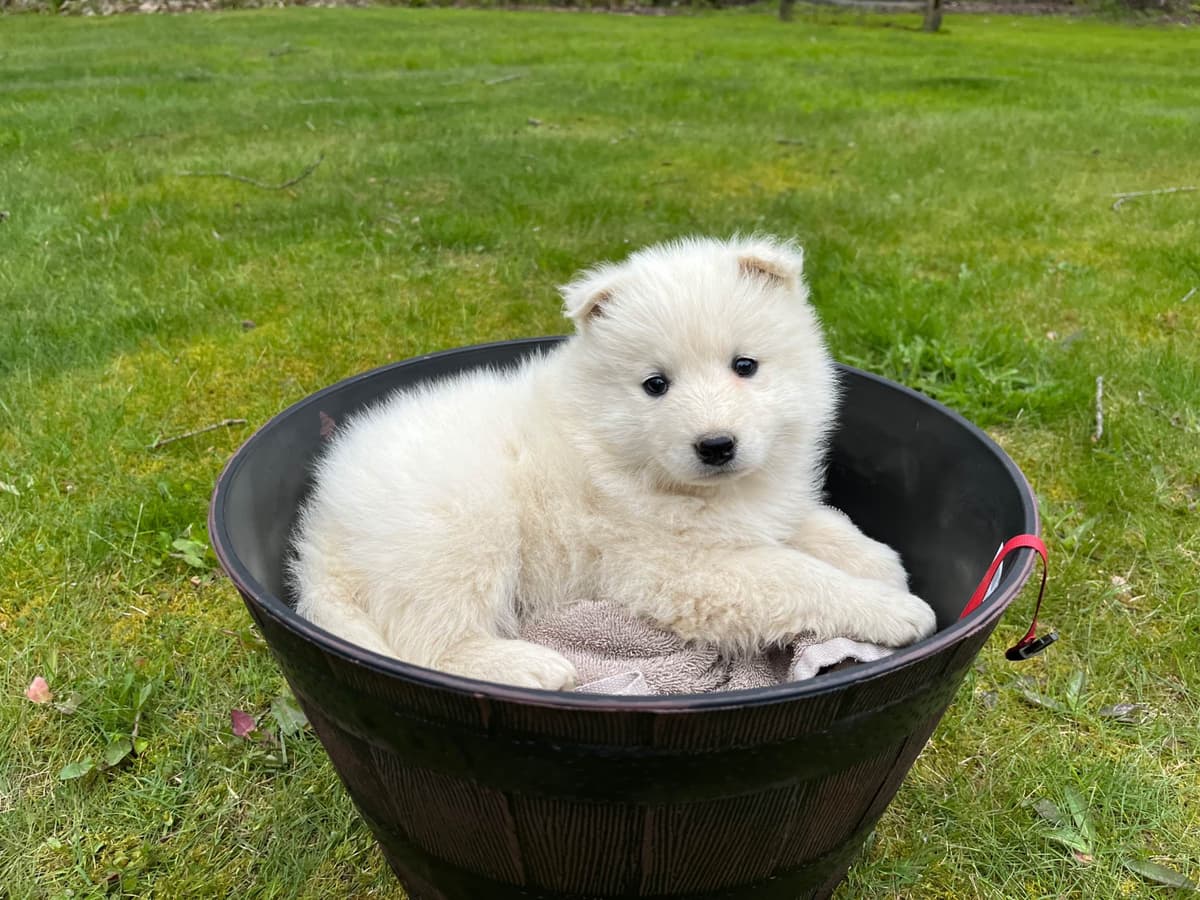 Samoyed Puppies breeder image 7