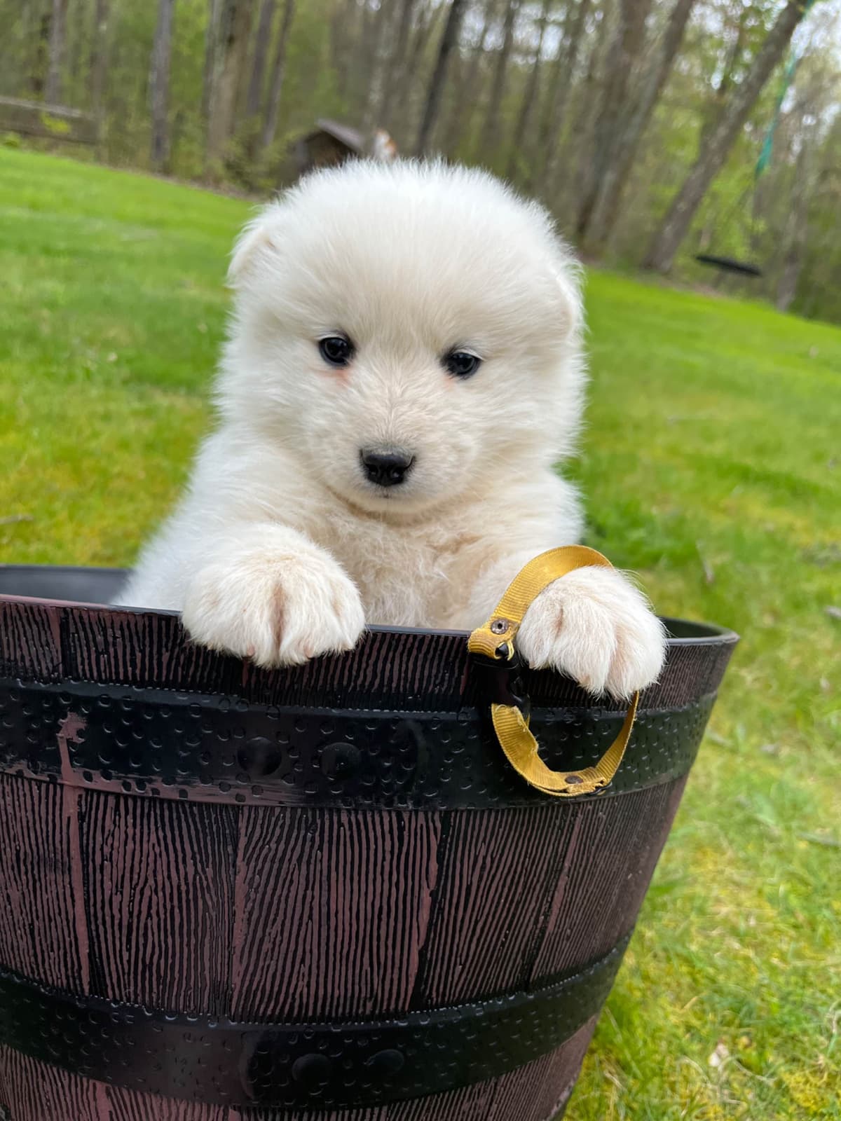 Samoyed Puppies breeder image 9