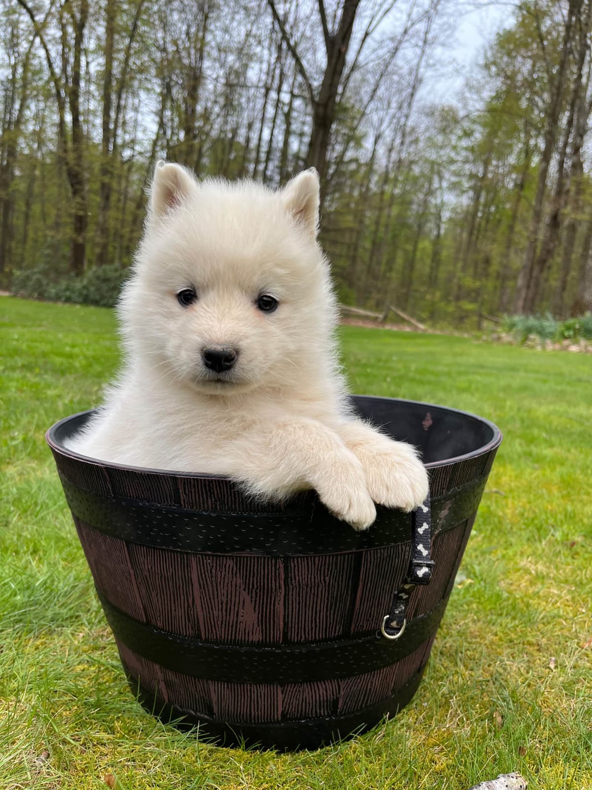 Samoyed Puppies breeder image 12