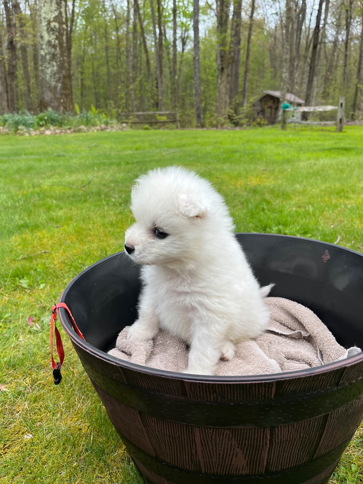 Samoyed Puppies breeder image 13