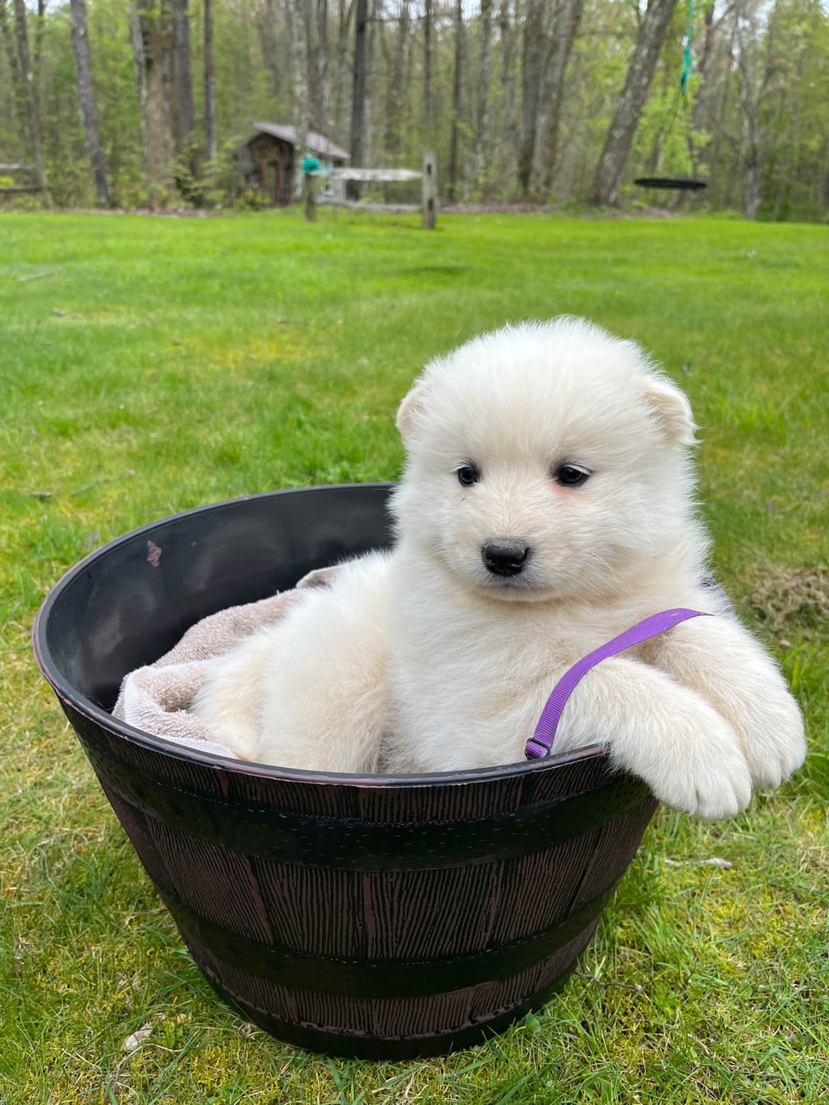 Samoyed Puppies breeder image 14
