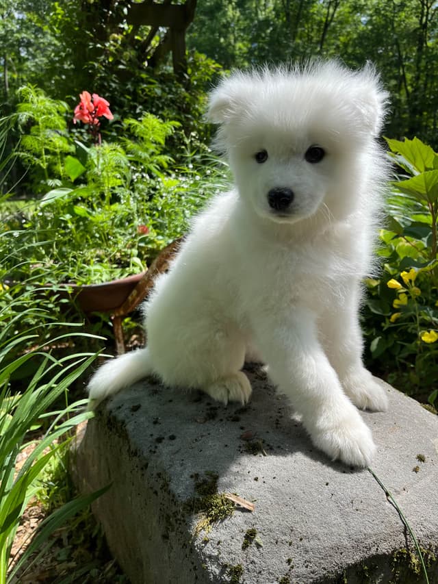 Samoyed Puppies media 2