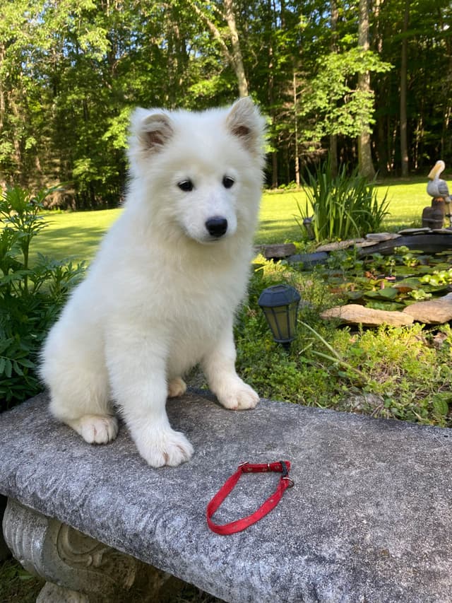Samoyed Puppies media 3