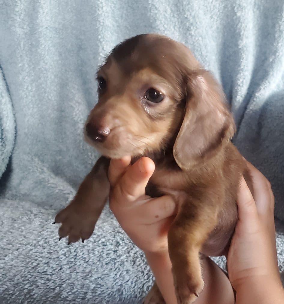 Norwich Terrier Puppies breeder image 1