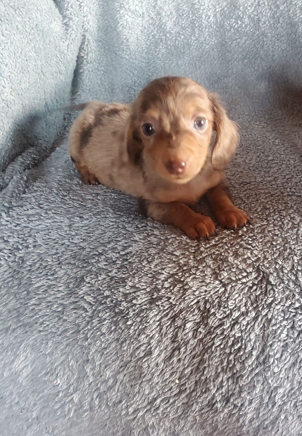 Norwich Terrier Puppies breeder image 3