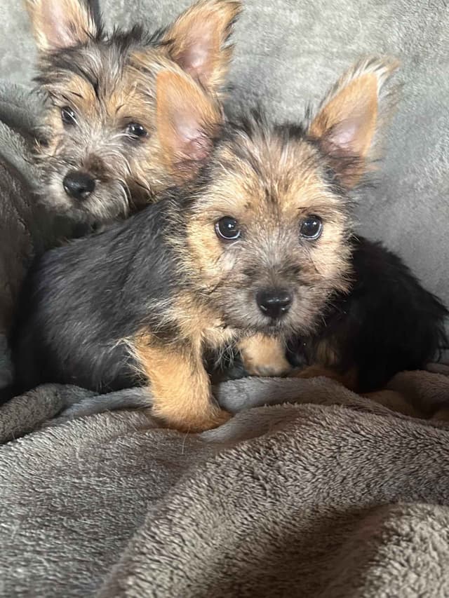 Norwich Terrier Puppies media 3