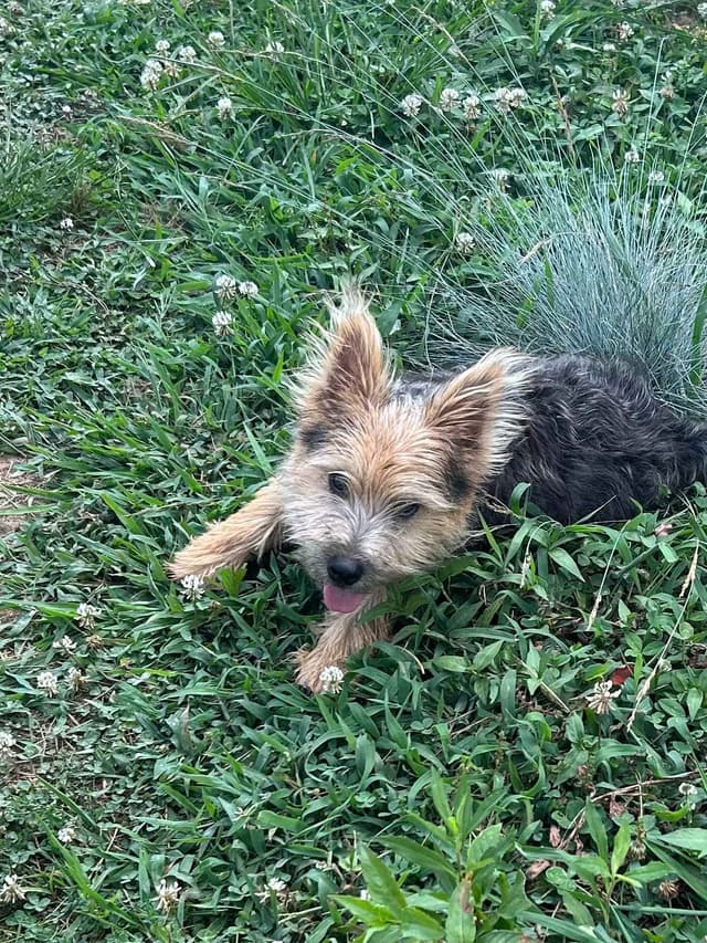 Norwich Terrier Puppies media 4