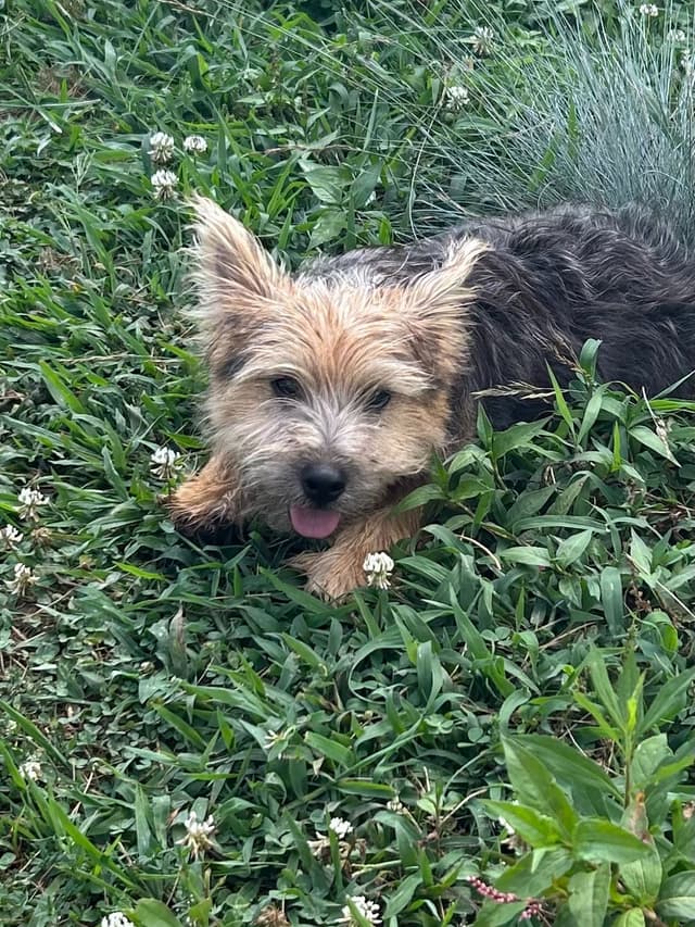 Norwich Terrier Puppies media 2
