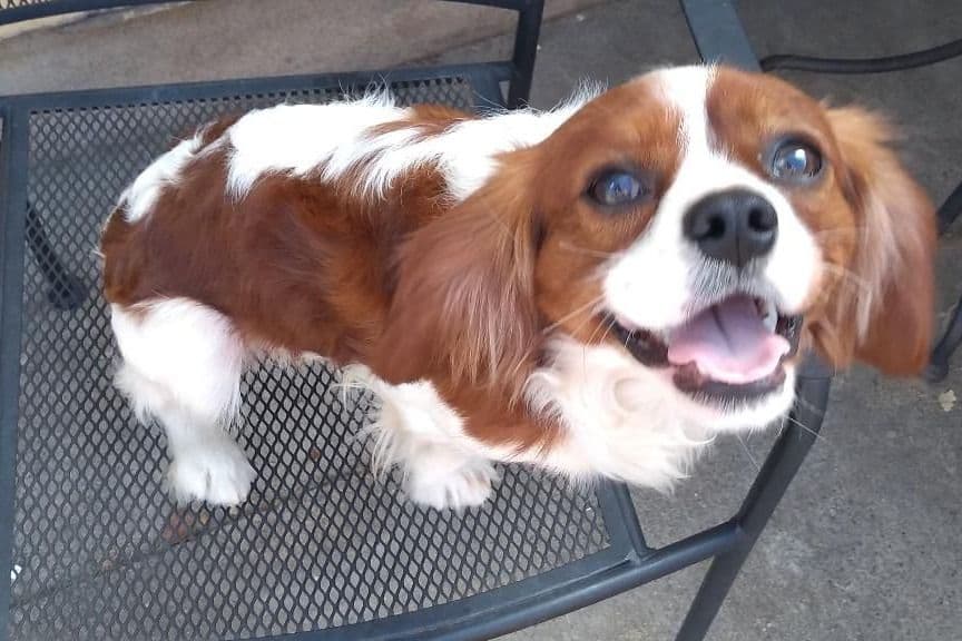 Cavalier King Charles Spaniel Puppies breeder image 1