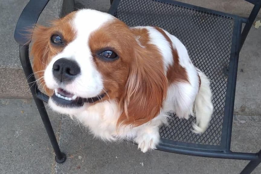 Cavalier King Charles Spaniel Puppies breeder image 3