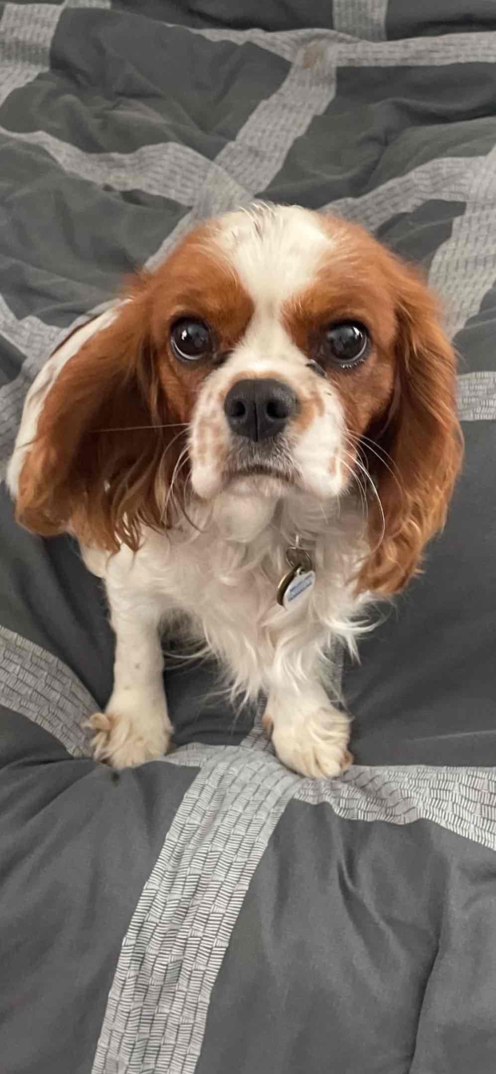 Cavalier King Charles Spaniel Puppies breeder image 4