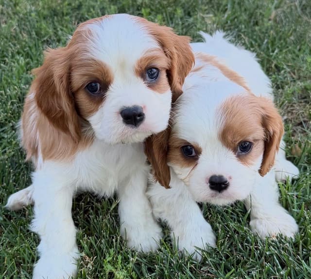 Cavalier King Charles Spaniel Puppies media 2