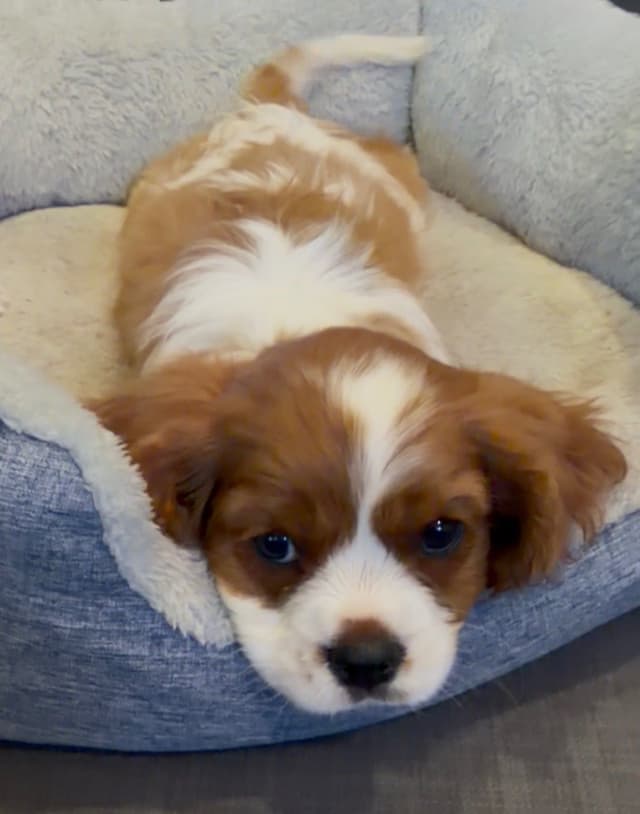 Cavalier King Charles Spaniel Puppies media 3